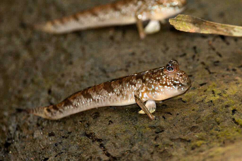 Imagem do Mudskipper